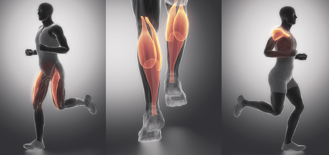 Hipertrofia basada en biomecánica